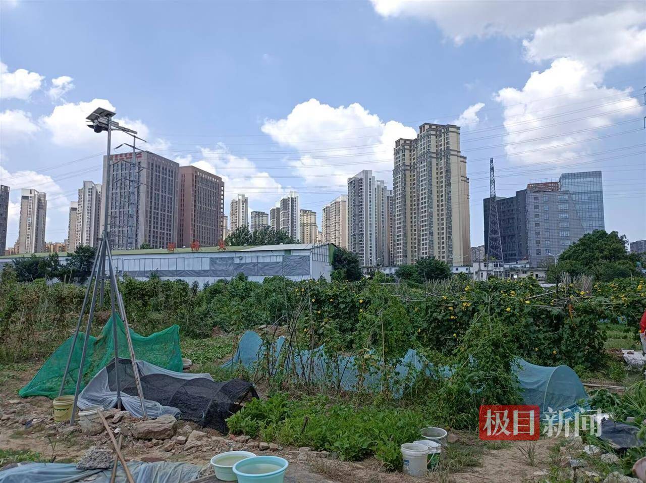 两年轻女子凌晨到合肥一处菜地偷菜，被抓后赔了2000元，种菜人：有人拿袋子偷菜像进货