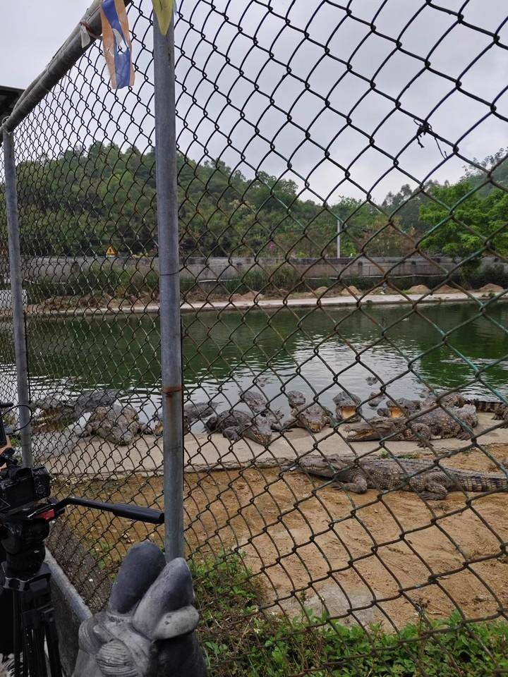 广东“鳄鱼女神”修鳄鱼池欠工程款，2500斤鳄鱼被法拍：“需自行负责抓捕”