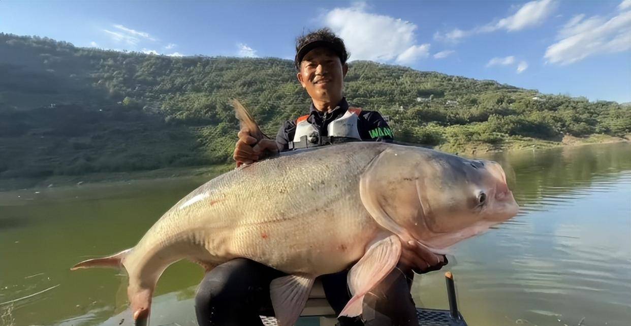 邓刚四天钓起73斤"花鲢王"震动全国,长江深处还有更大的?