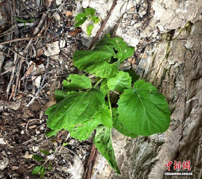 湖北堵河源发现崖白菜 系国家二级保护植物