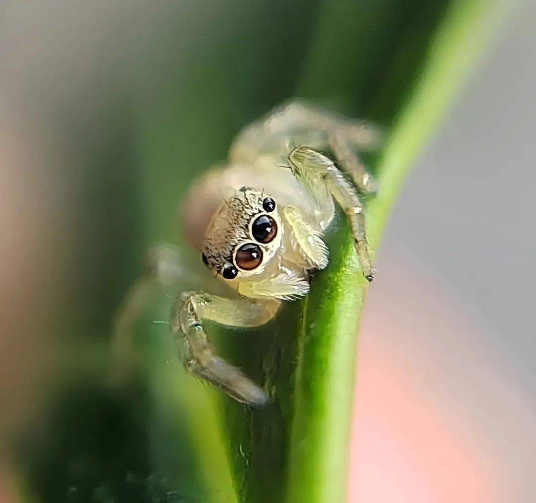日探西山丨你的瓢虫"几颗星"?白纹舞蛛会跳芭蕾?金绿宽盾蝽有"战衣"?
