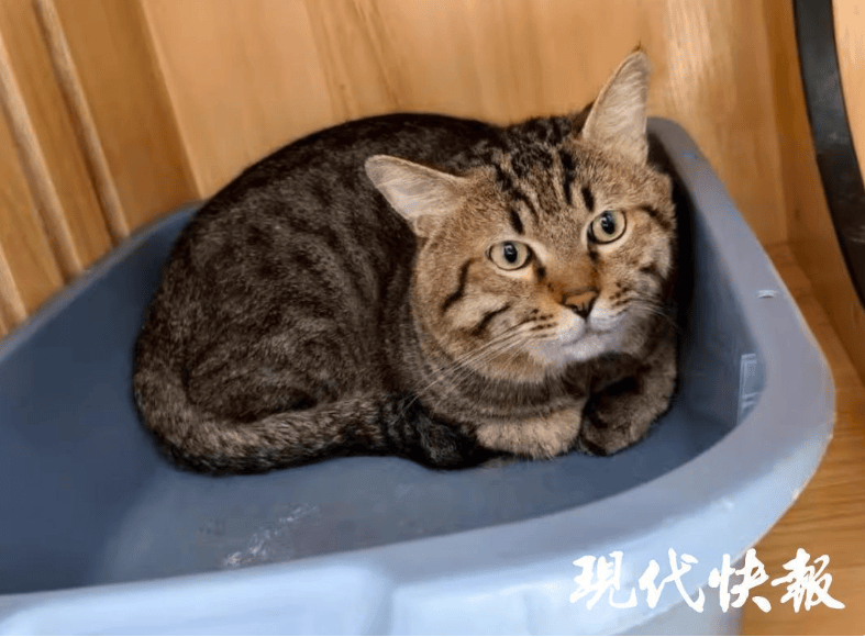 法拍狸花猫被撤销拍卖，已被爱猫人士领走