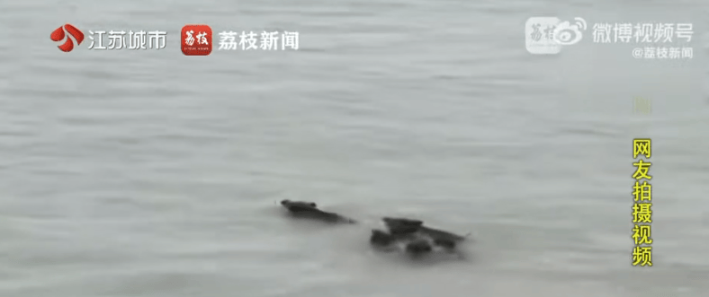 南京6头野猪组团横渡长江，成功上岸，专家推测是全家出动觅食