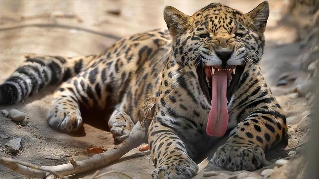 世界上咬合力前10名动物,萌兽大熊猫上榜,第一名咬合力2.5吨