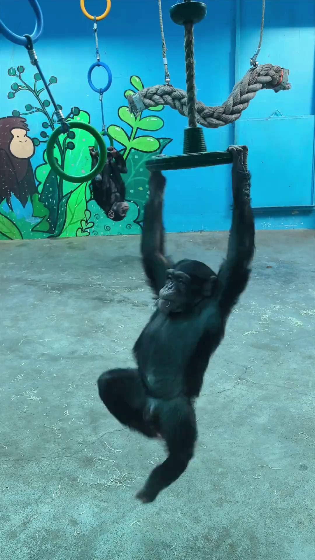 这和小孩子有什么区别 黑猩猩 猩猩太聪明了 神奇动物在抖音 北京野生