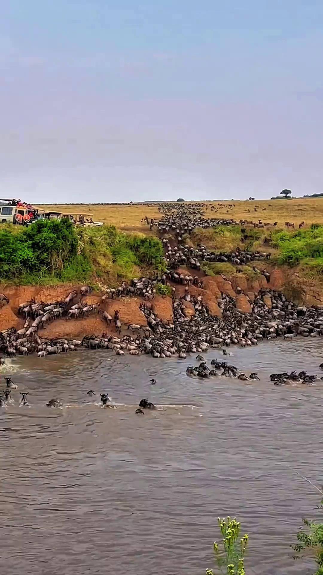 角马大迁徙,太多了,全堵岸边了!动物大迁徙 角马大迁徙