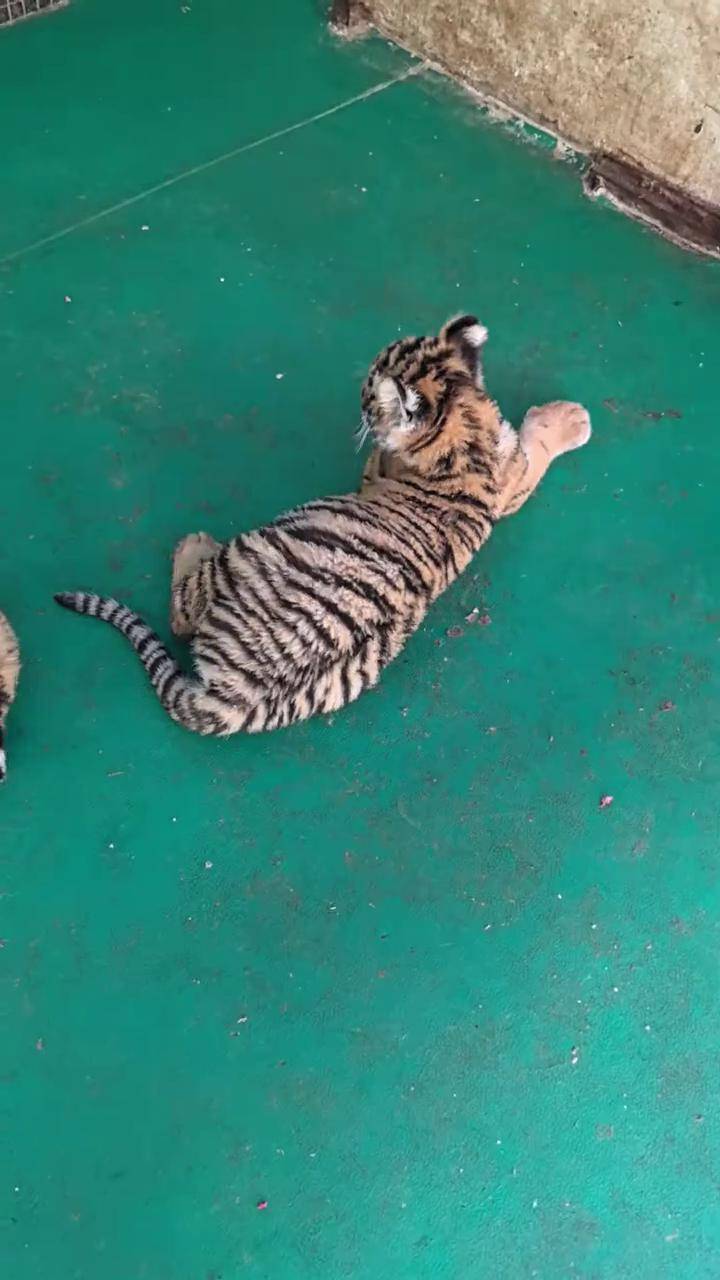 东北虎幼崽,一起长大的五个宝宝!动物园东北虎