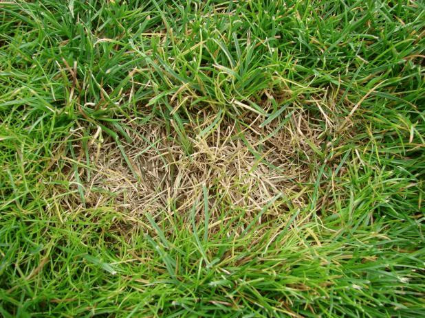 币斑病作为草坪四大病害之一是夏季常见病害,尤其易发生在低修剪草