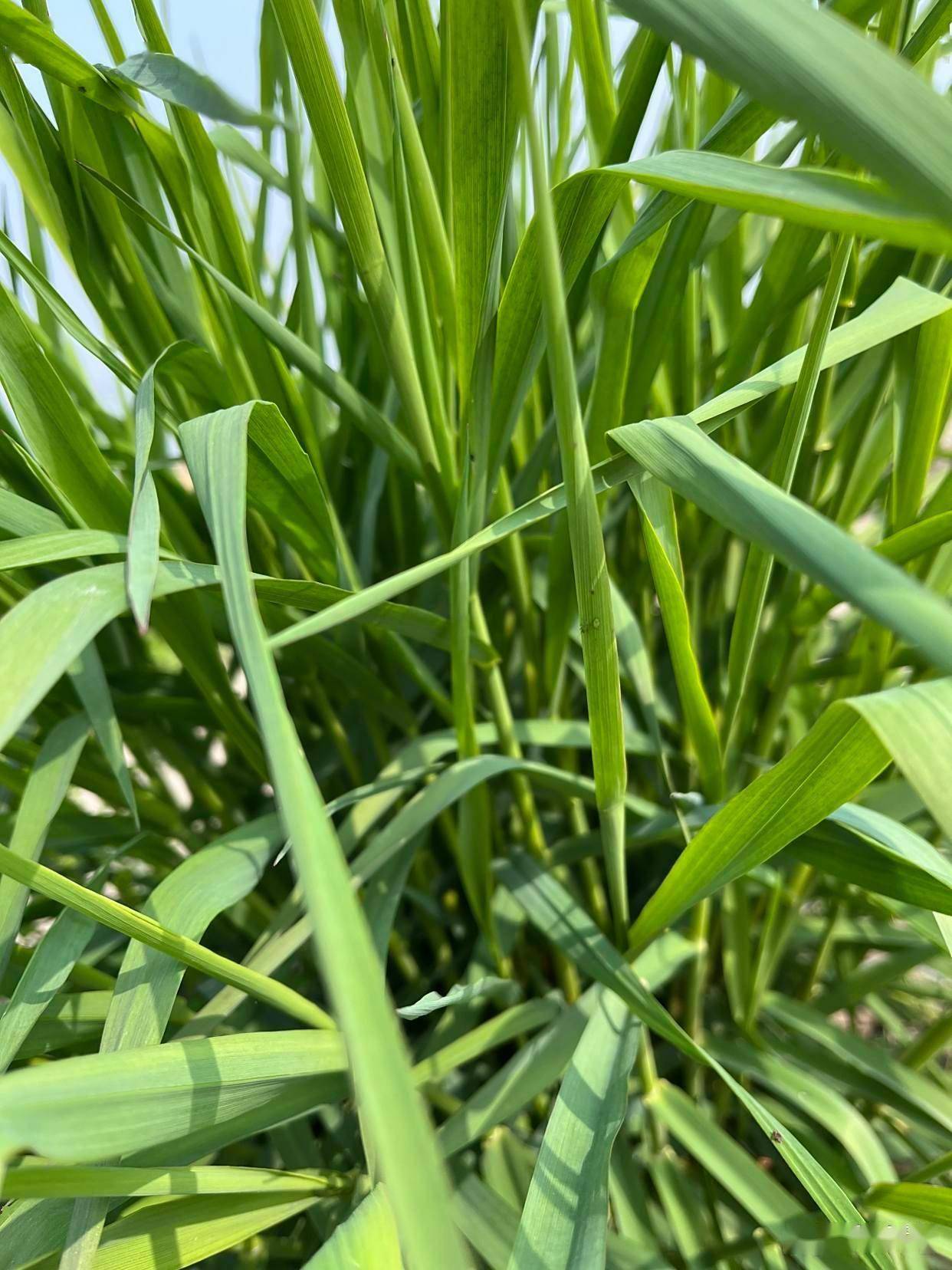 《追风白茅》