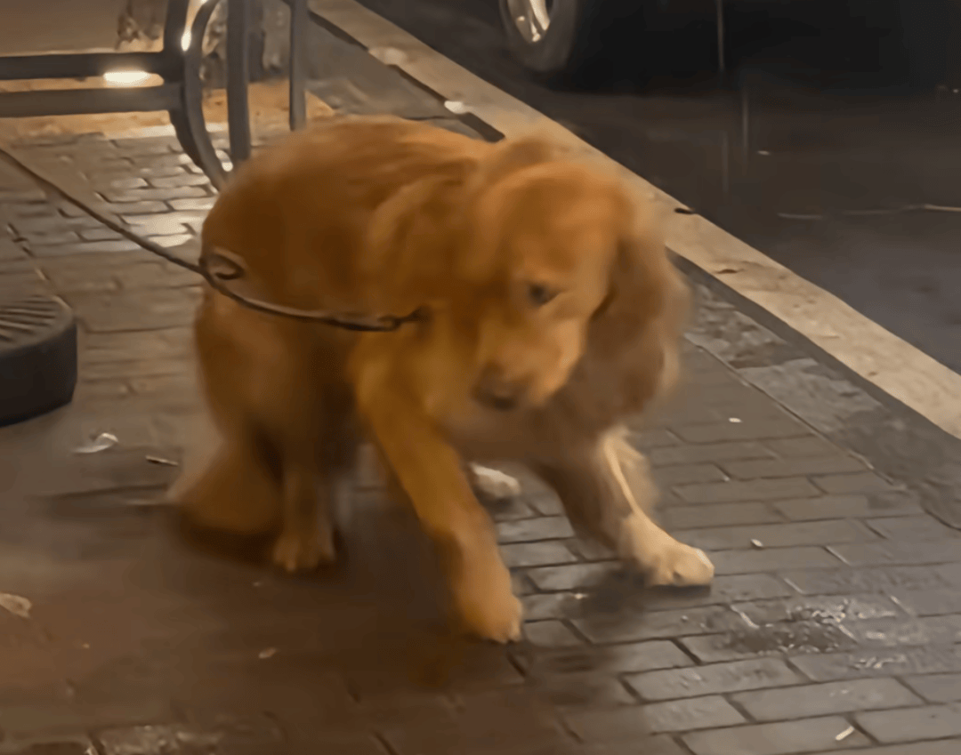 狗子跪着仰头喝雨水,被铲屎官踹了一脚
