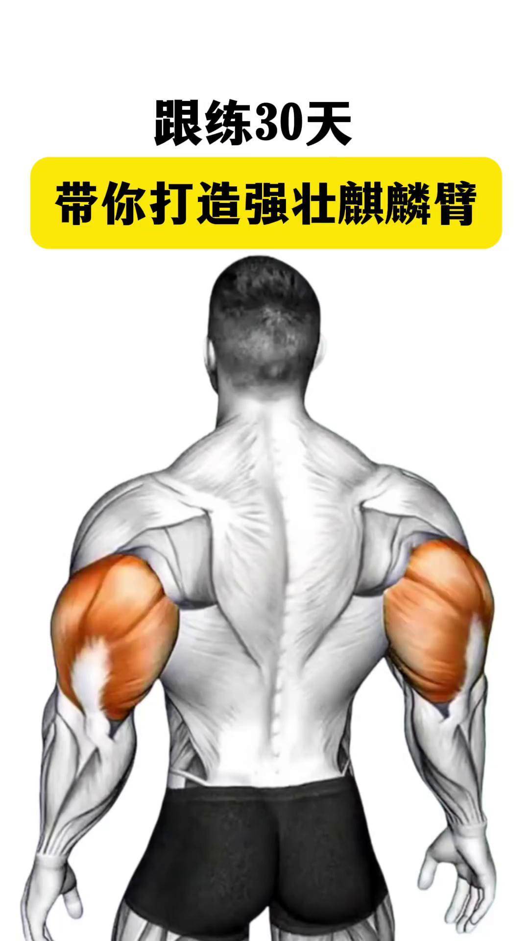 跟练30天,带你打造强壮麒麟臂健身 手臂训练三头训练肱三头肌健身教学