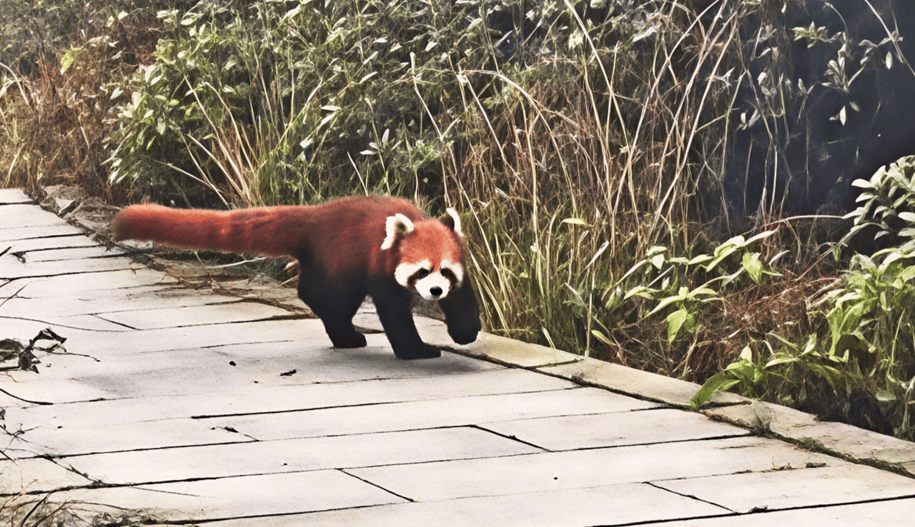 太萌了!游客在峨眉山万佛顶邂逅小熊猫,冲镜头露脸后淡定离开