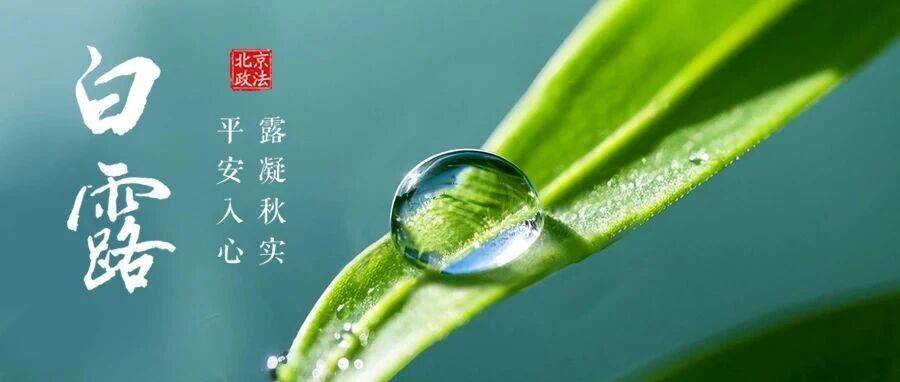 今日白露|秋意渐浓 愿君常安_潘璠_杨凡_制图