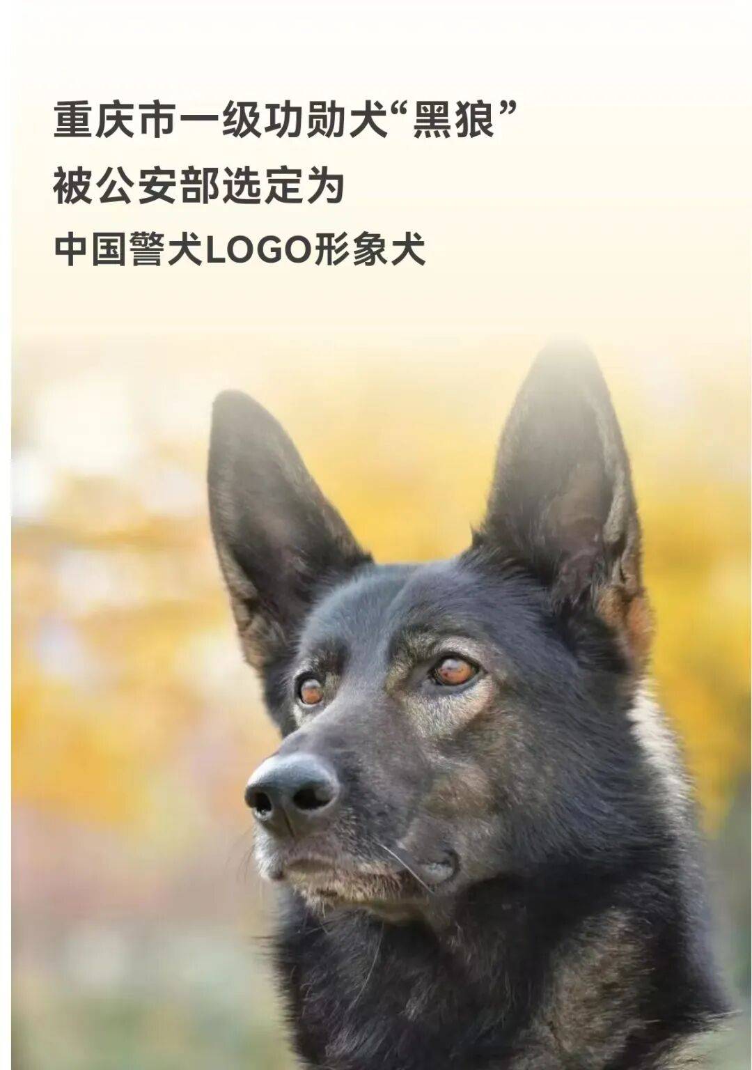 中国警犬logo形象犬原来是它
