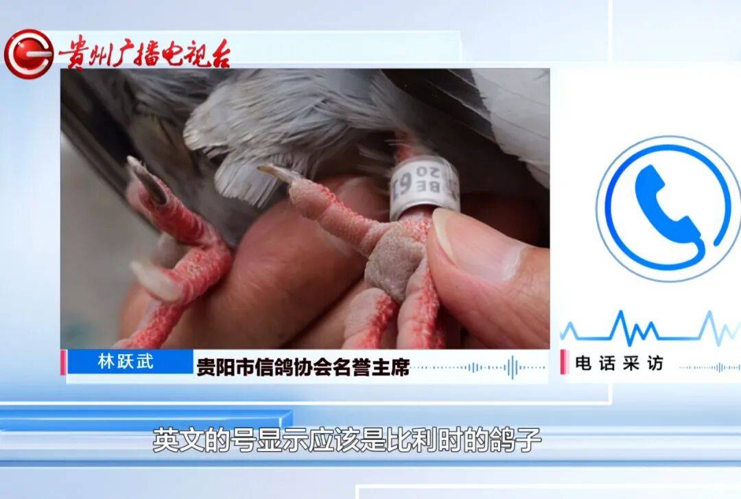 “漂洋过海”来中国？贵阳市民捡到一只“外国鸽”，脚环信息显示来自比利时