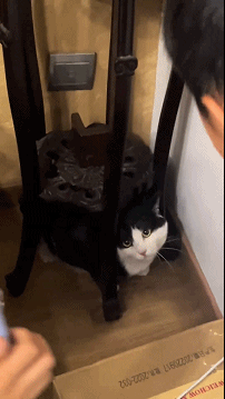 小猫:我是一个车载摇头摆件!