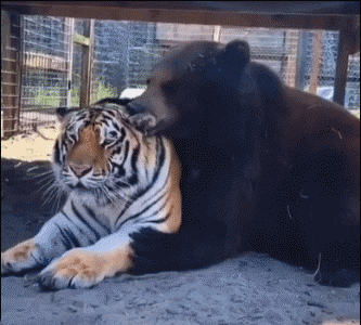 搞笑gif:三个人之间的关系,感觉很乱,大家看出来了没有?