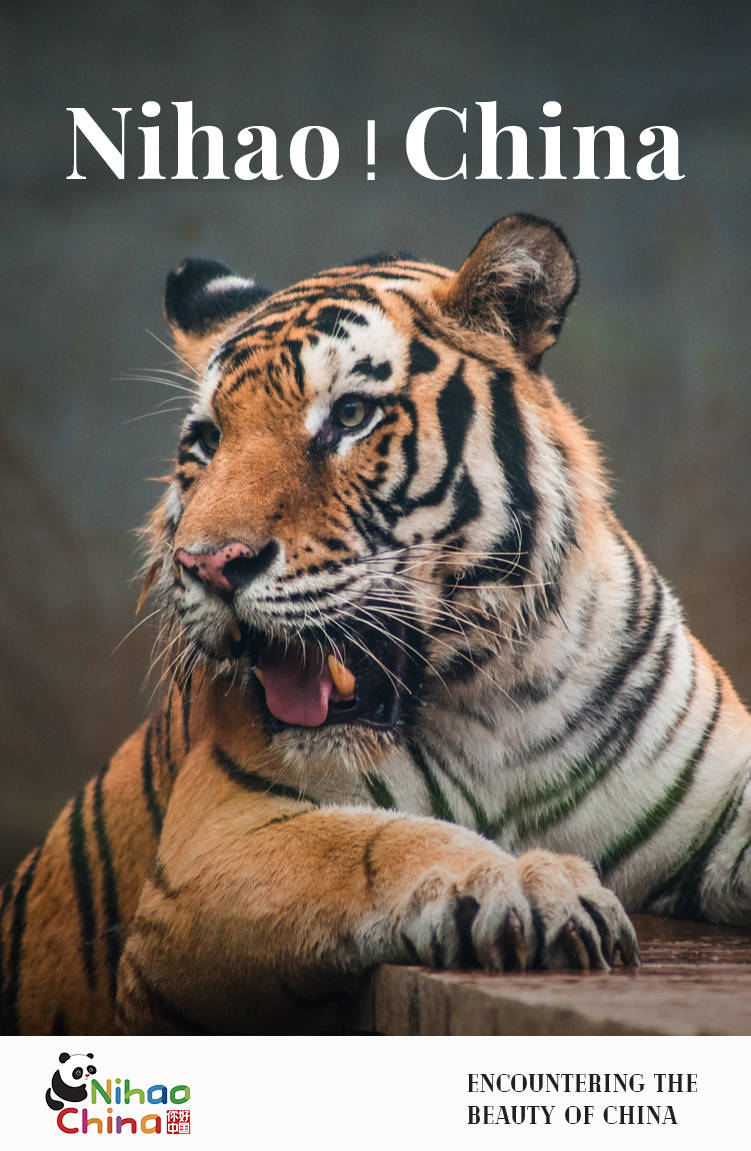 【双语】你好！中国 | 林中之王，东北虎_also_Amur_tiger