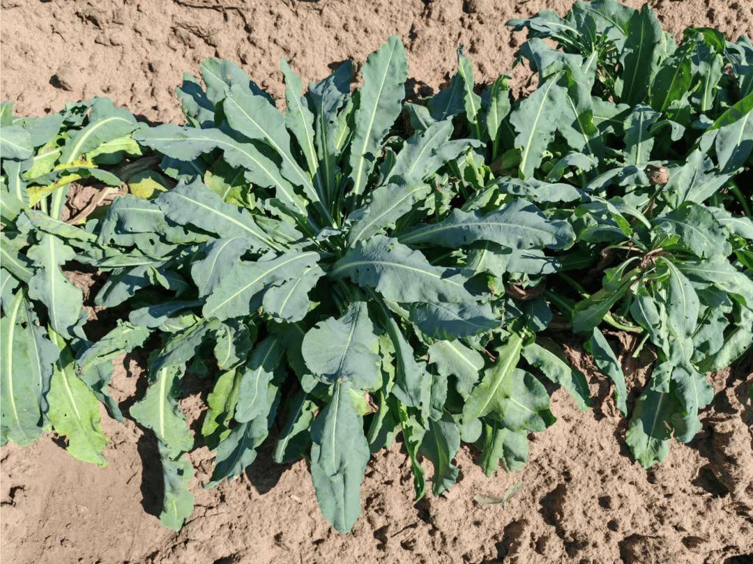 黑龙江省大庆市大同区板蓝根开始产新