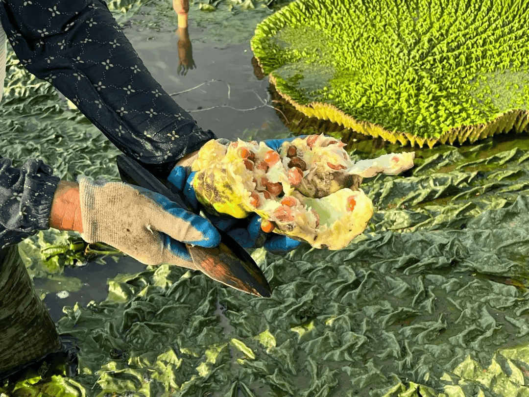 凌晨采摘鸡头米,一是因为夏季实在过于炎热,二是新鲜鸡头米过于娇嫩