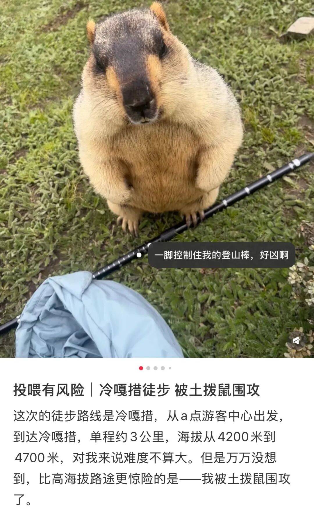 图片[8]-去高原遇到这网红，劝你看看就算了 -华闻时空