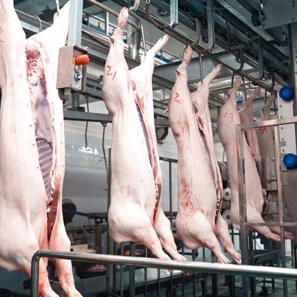 里程碑时刻!盈康食品生猪日屠宰量突破3000头!_扬翔_集团_现代化