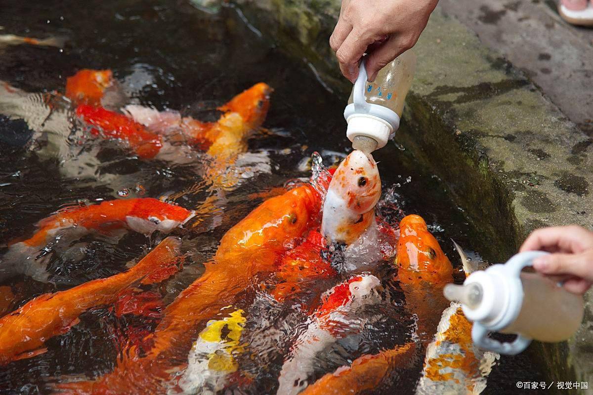 懒人养鱼法:3 步打造生态平衡缸,半年不用换水,水清鱼亮超省心!_鱼缸_水质_微生物
