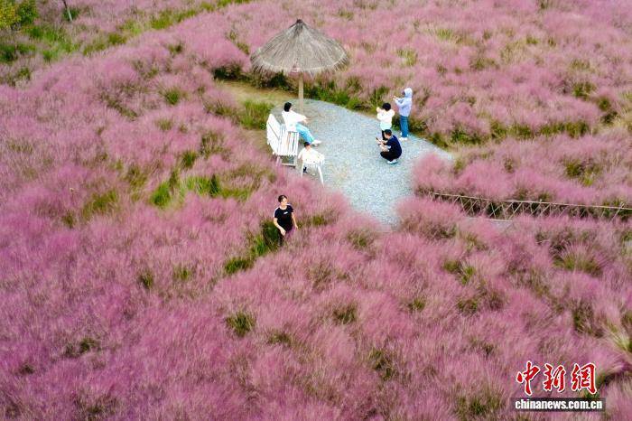 河南郑州：黄河岸边游人邂逅粉色秋天