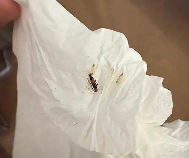近日频出没！堪比硫酸，严重可致人“毁容”，遇见请鼓起嘴……