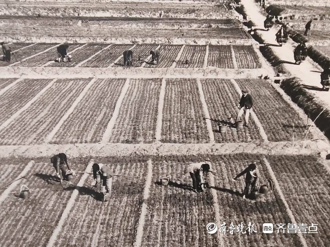 薪火沂蒙⑤|“土坷垃”长出“红票子”