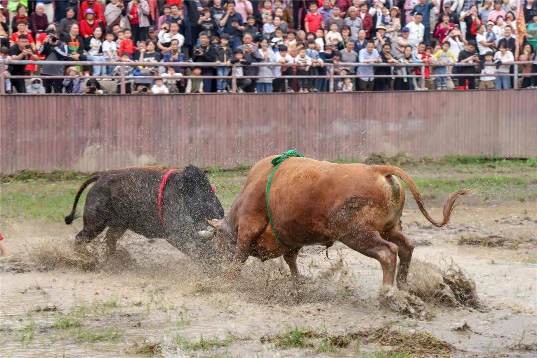 "东方一绝"再争锋,一头牛如何带火一座城