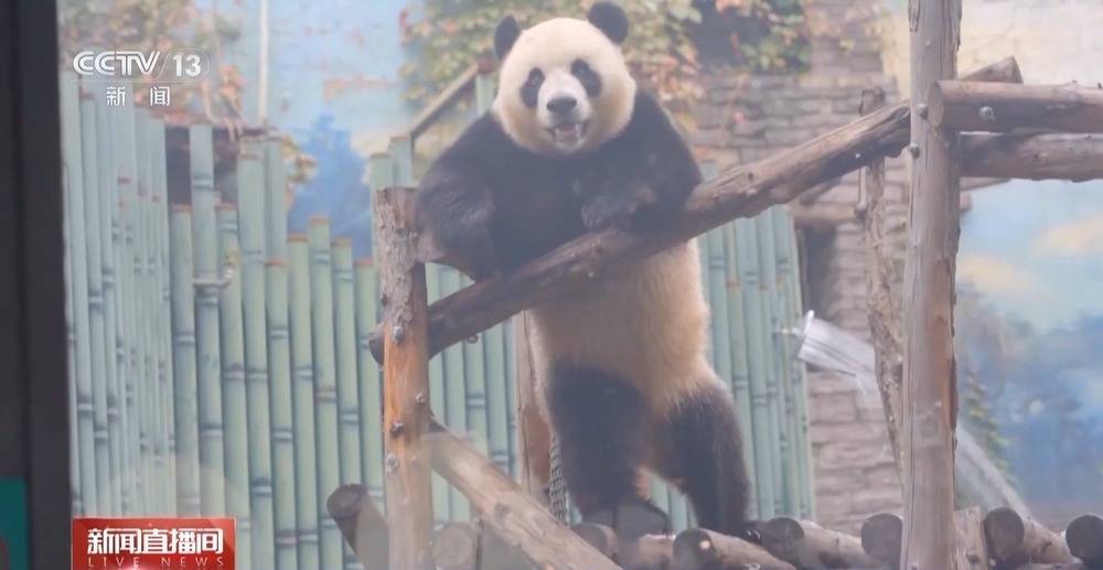 狂啃“窝头月饼”大熊猫“吉年”“福将”中秋亮相萌翻全场