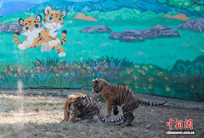辽宁沈阳：怪坡东北虎园吸引游客