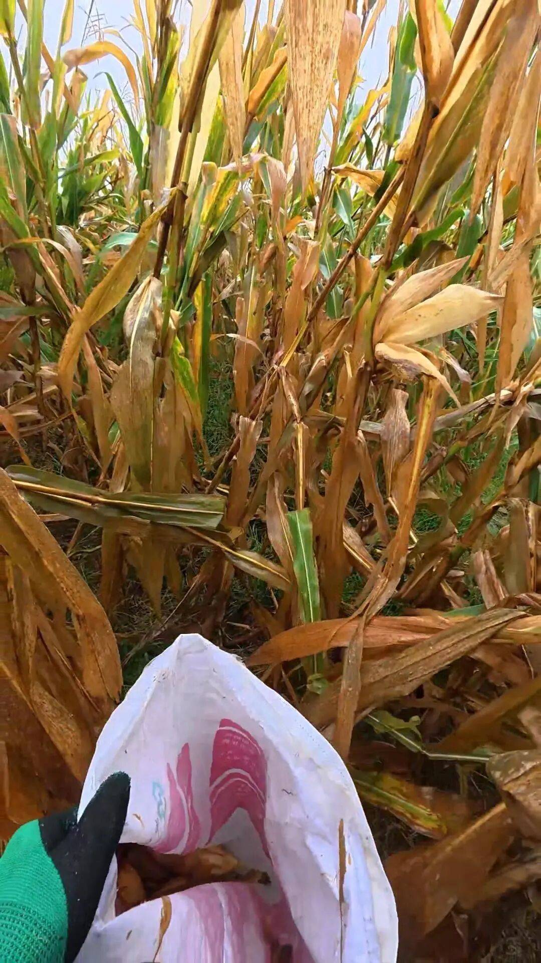 大学生8天假掰了7天半玉米：自己多弯一次腰，父母就少吃一点苦