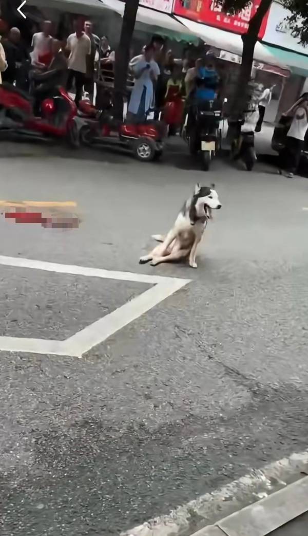“哈士奇在店门口绿植撒尿，遭老板用刀砍断脊椎”？当地通报：无主犬只咬人后被砍伤