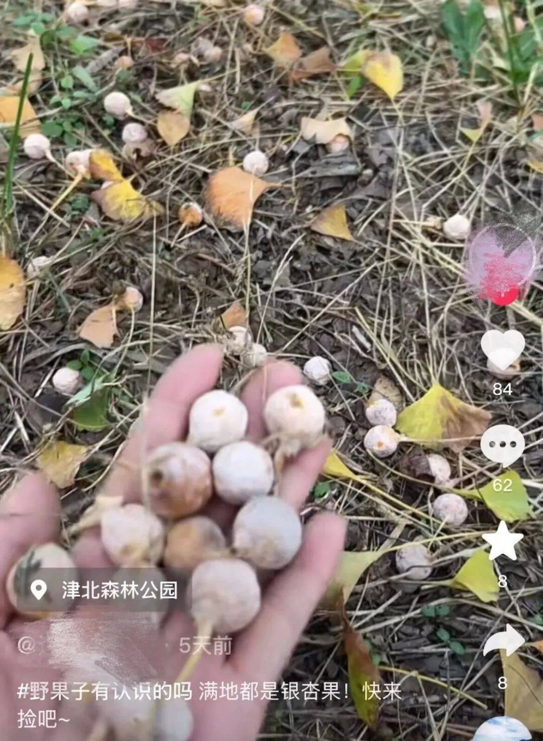 白果_视频_银杏树