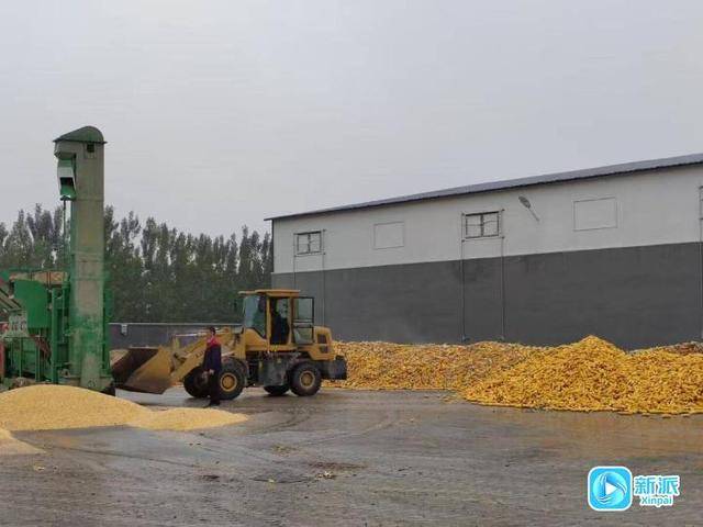 农时不等“晴”！潍坊高密多措并举，全力抢收秋粮