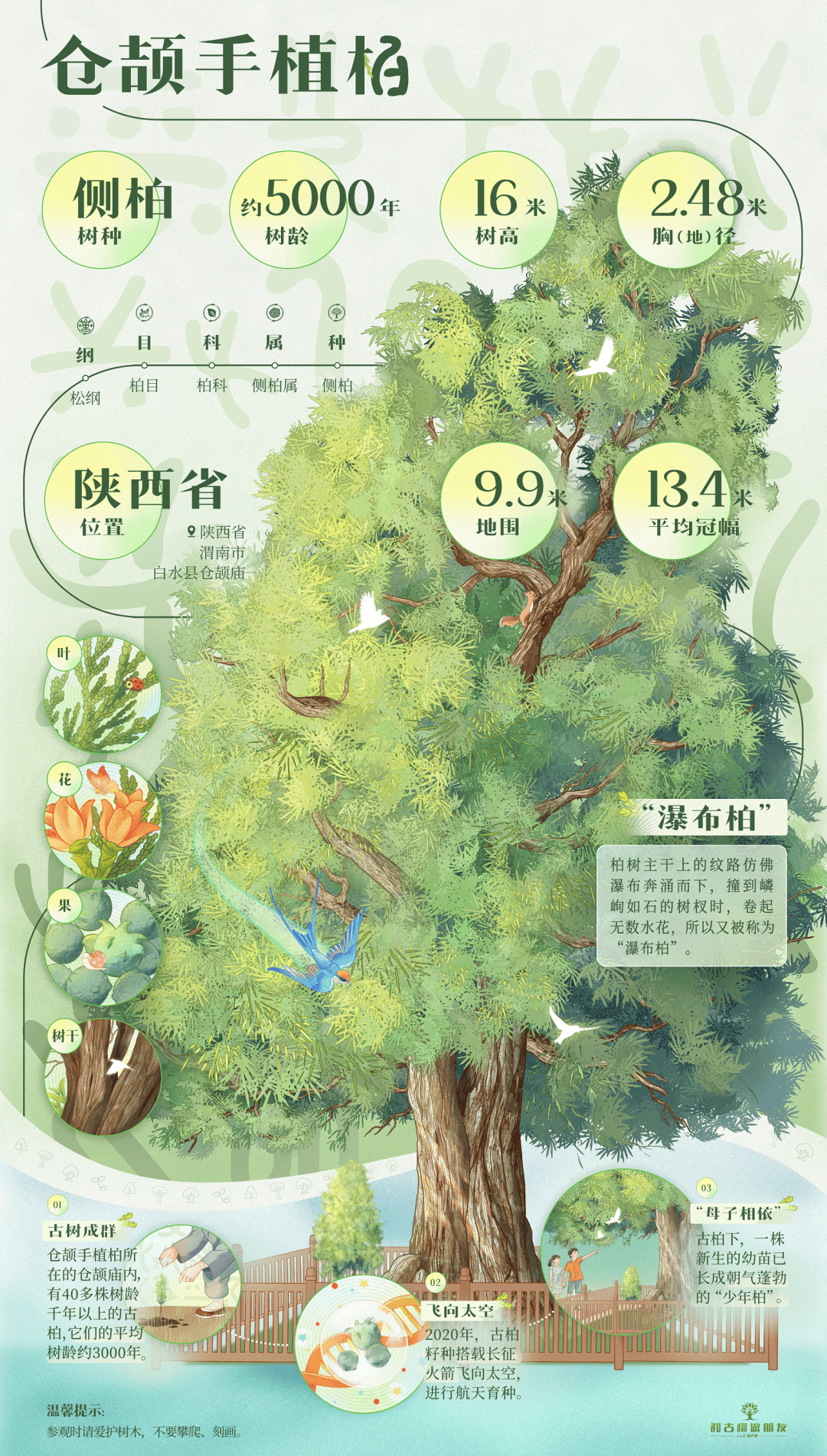 人民日报聚焦仓颉手植柏：和古树做朋友！今天，走近这株5000年的古柏