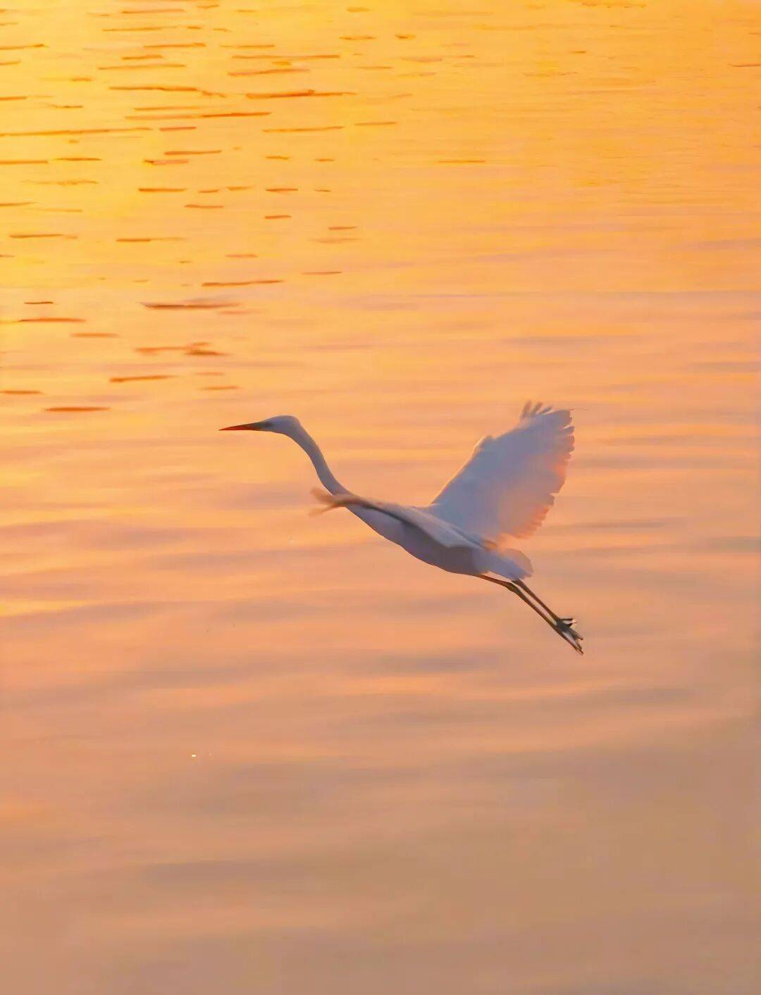 落霞与孤鹜齐飞,秋水共长天一色
