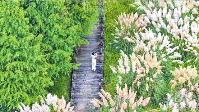 滇池绿道：荻花醉秋色