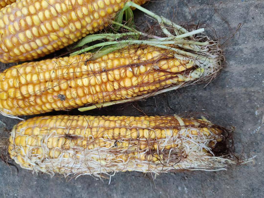 破记录秋雨致玉米发芽霉变，河南焦作种植户泥泞中忙抢收｜图集