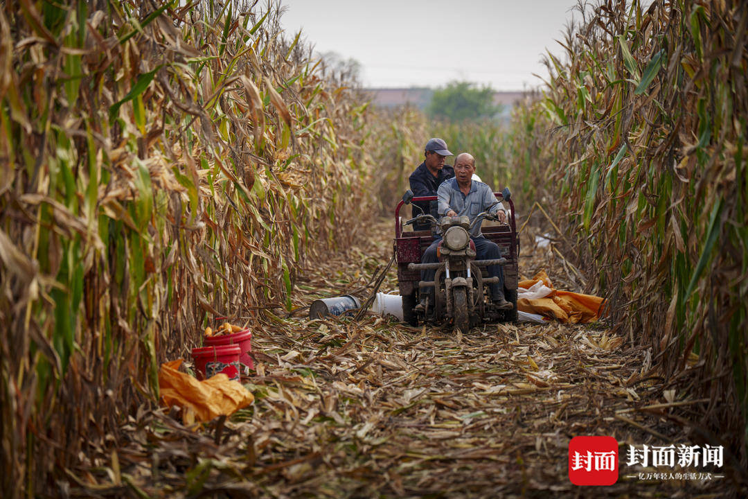 破记录秋雨致玉米发芽霉变，河南焦作种植户泥泞中忙抢收｜图集