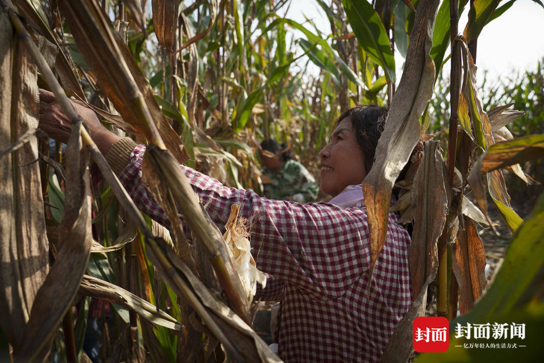 破记录秋雨致玉米发芽霉变，河南焦作种植户泥泞中忙抢收｜图集