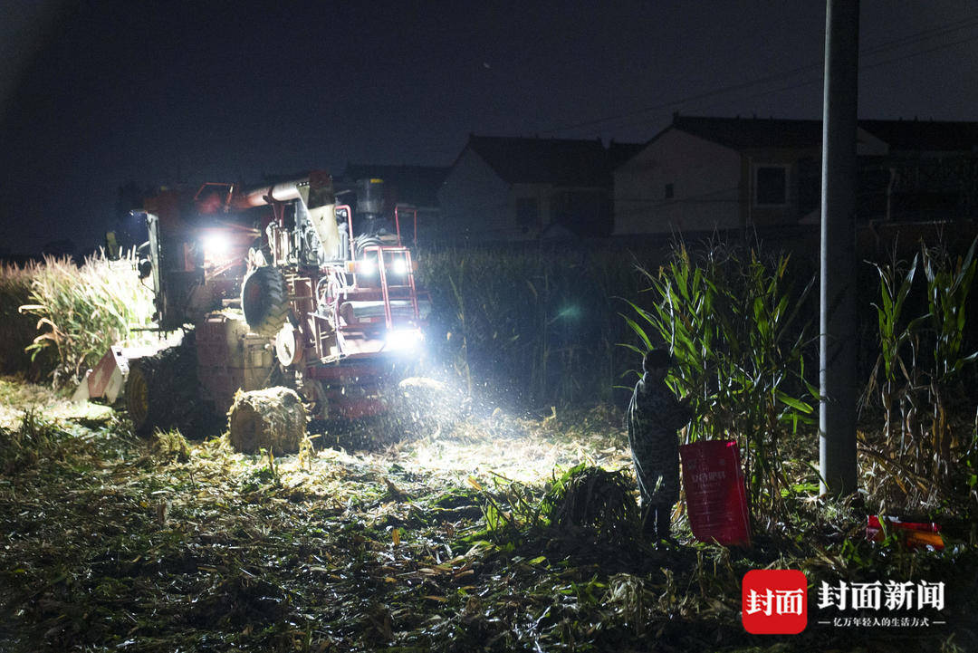破记录秋雨致玉米发芽霉变，河南焦作种植户泥泞中忙抢收｜图集