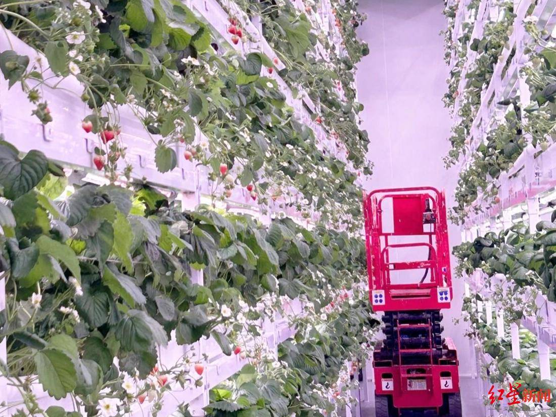四季不断供！西南最大规模化立体栽培草莓工厂首批草莓已成熟