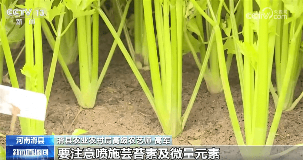 “多点发力”全力保障居民“菜篮子”供应 冬储菜价格亲民受欢迎