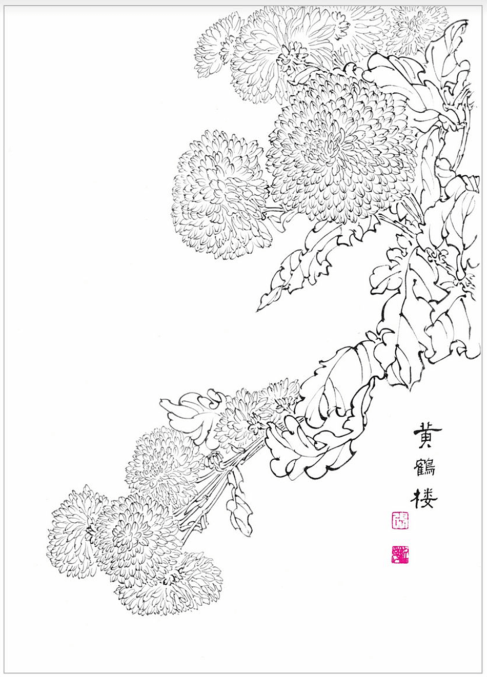 天水书画家张维萍白描菊花,线条里全是秋天的故事