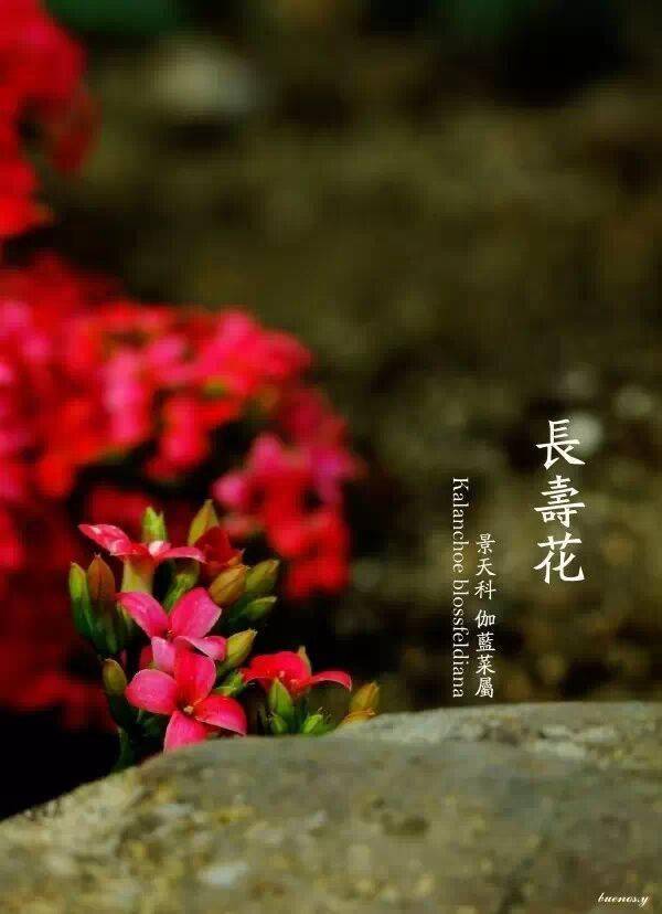 40种小清新风格的植物识别图鉴,美美哒!