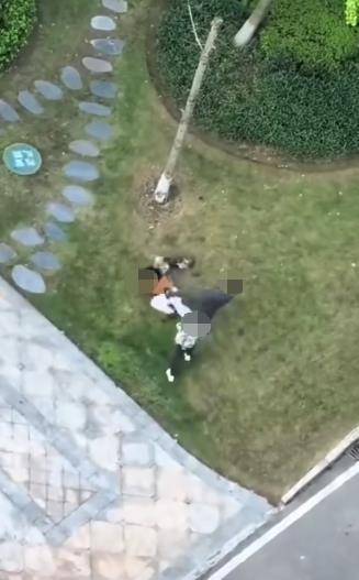 重庆一女子牵绳遛狗时被男子殴打，警方介入调查