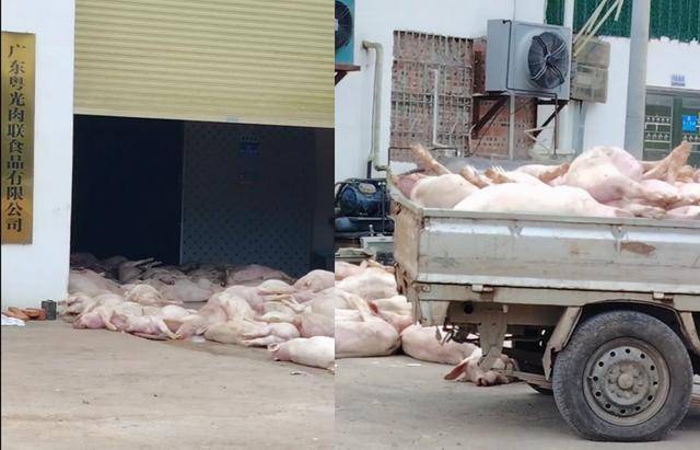 广东粤光肉联食品有限公司堆放大量死猪 回应：